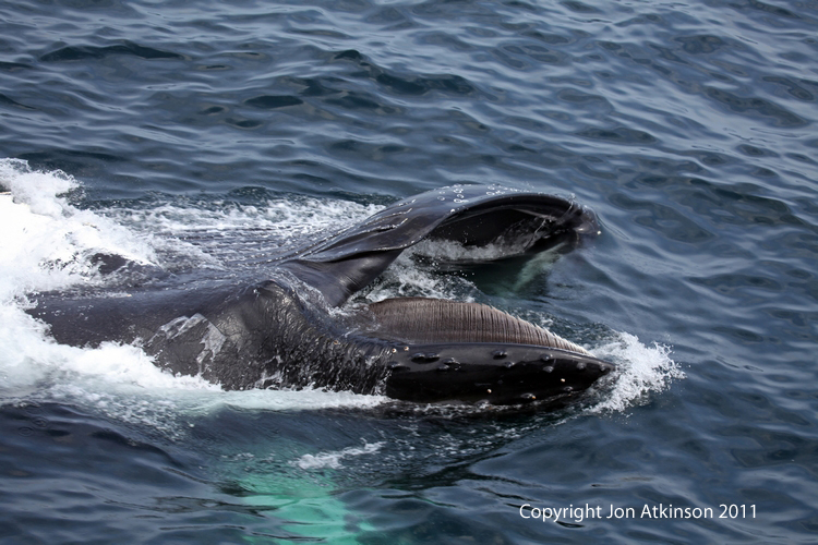 Lung Feeding Humpback Whale
